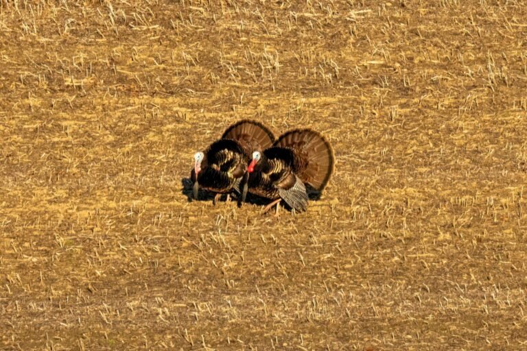 Ripple Eyes Turkey’s $200B Crypto Boom and 4x UAE Lead