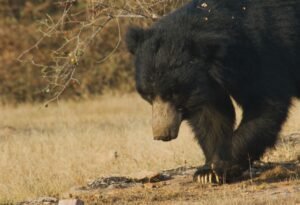 Bearishness Persists, but It’s Not All Bad Folks  — Week in Review