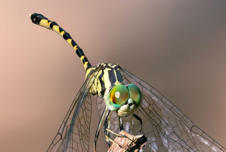 Dragonfly GP Tom Schmidt Calls Nova Markets Startup 'Huge Scammers,' Slams VCs