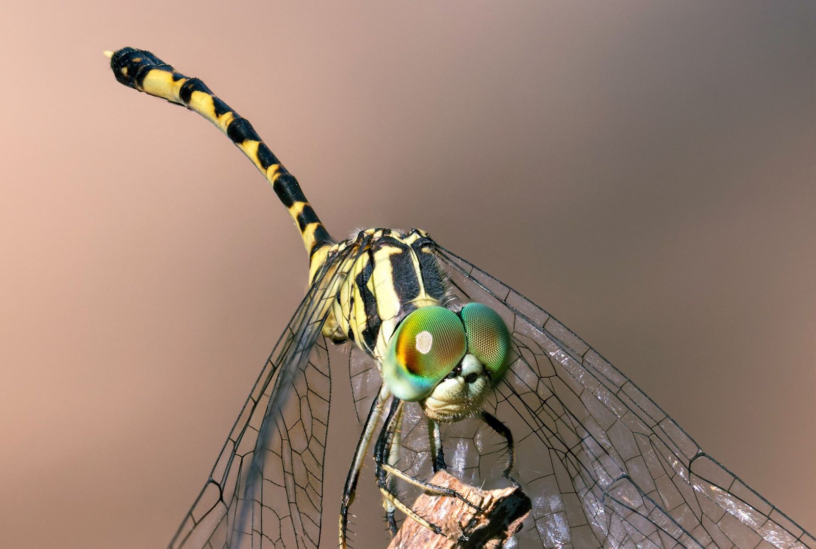 Dragonfly GP Tom Schmidt Calls Nova Markets Startup 'Huge Scammers,' Slams VCs