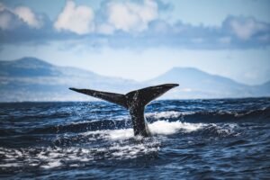 Bitcoin Whales Reverse 12-Day Slide as ‘Massive Supply Shock’ Emerges