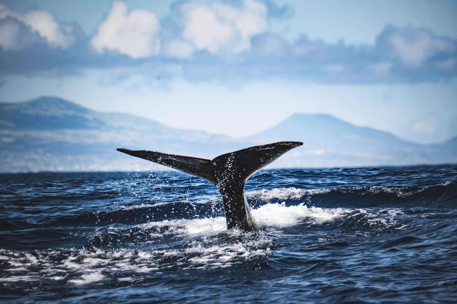 Bitcoin Whales Reverse 12-Day Slide as ‘Massive Supply Shock’ Emerges