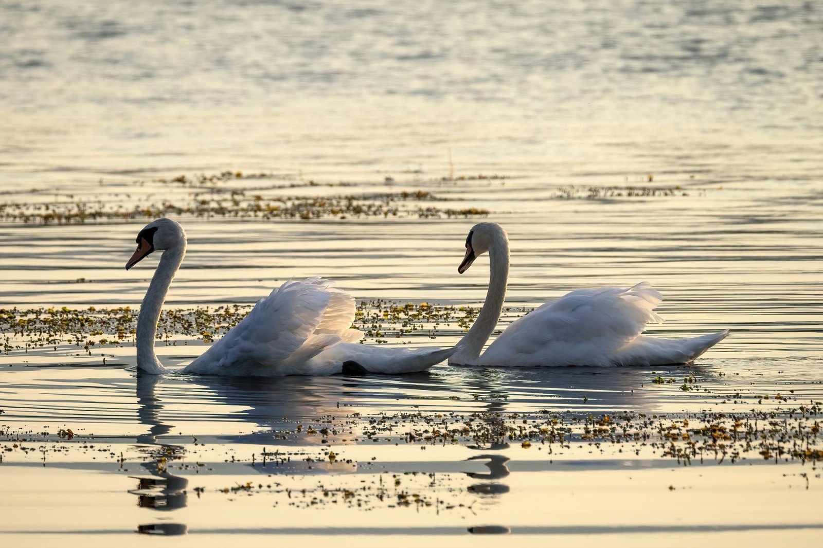 Swan's Cory Klippsten sees record Bitcoin holder supply revealing early bottom