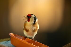 Goldfinch Finance Confirms Wind-Down After $100M in Loans Sours, Governance Vote Passes