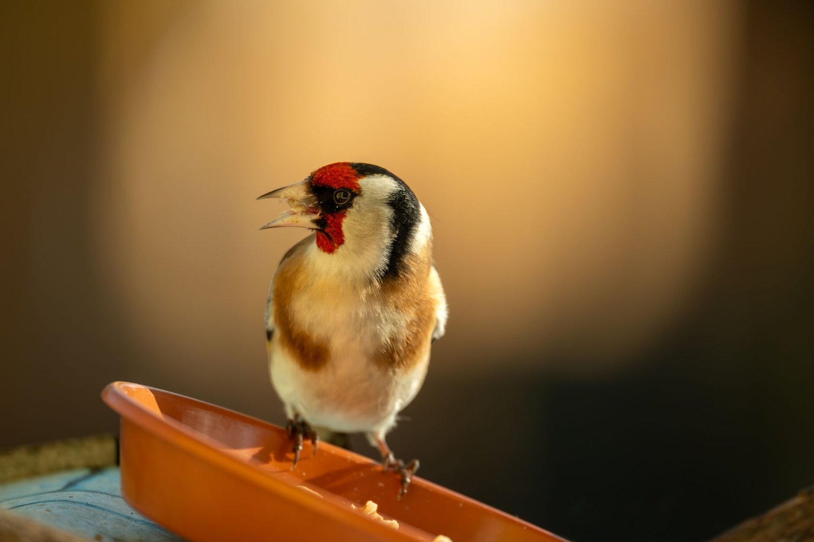Goldfinch Finance Confirms Wind-Down After $100M in Loans Sours, Governance Vote Passes