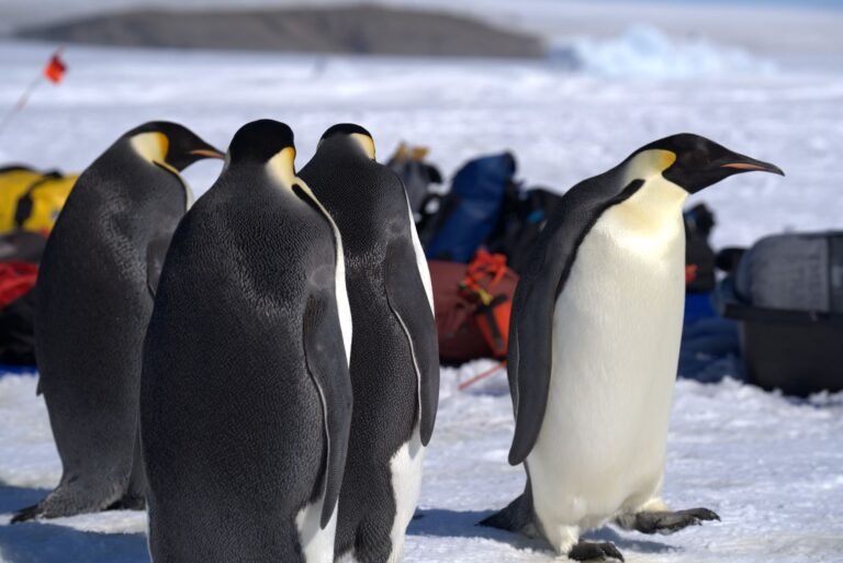 Pudgy Penguins winds down Pudgy Party mobile game
