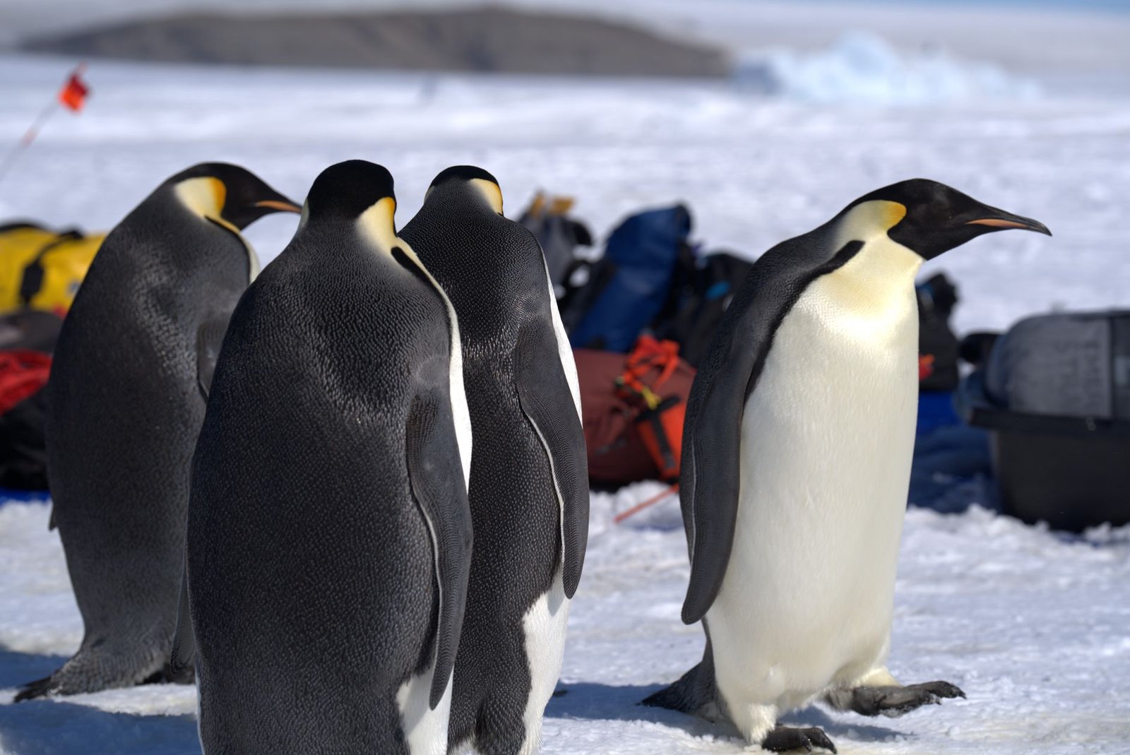Pudgy Penguins winds down Pudgy Party mobile game