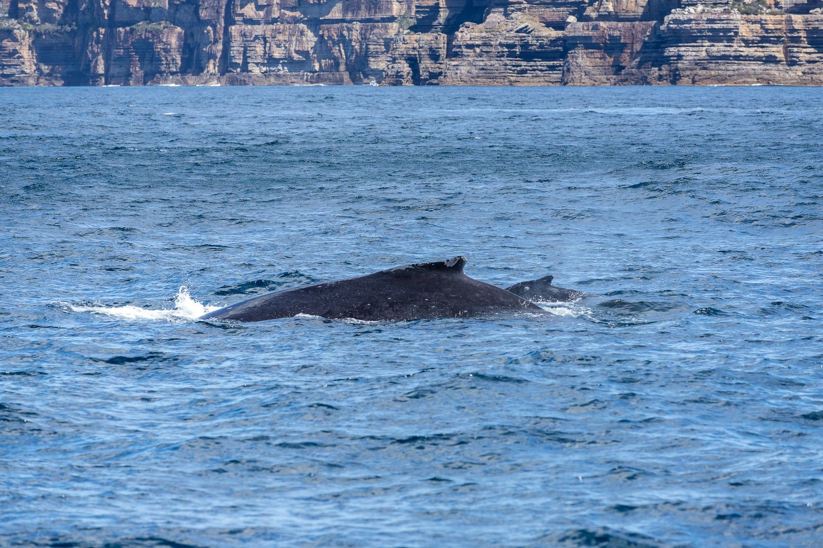 A Whale Just Opened $48 Million in Shorts Against Bitcoin, Solana and Ethereum