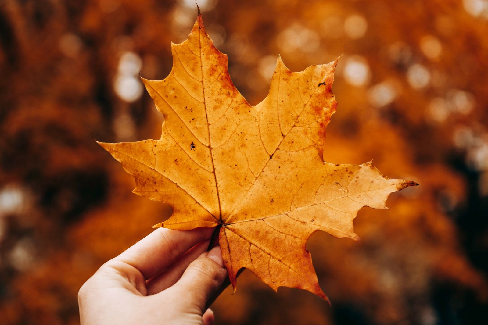 Kraken, Maple launch onchain warehouse facility for crypto-backed institutional loans