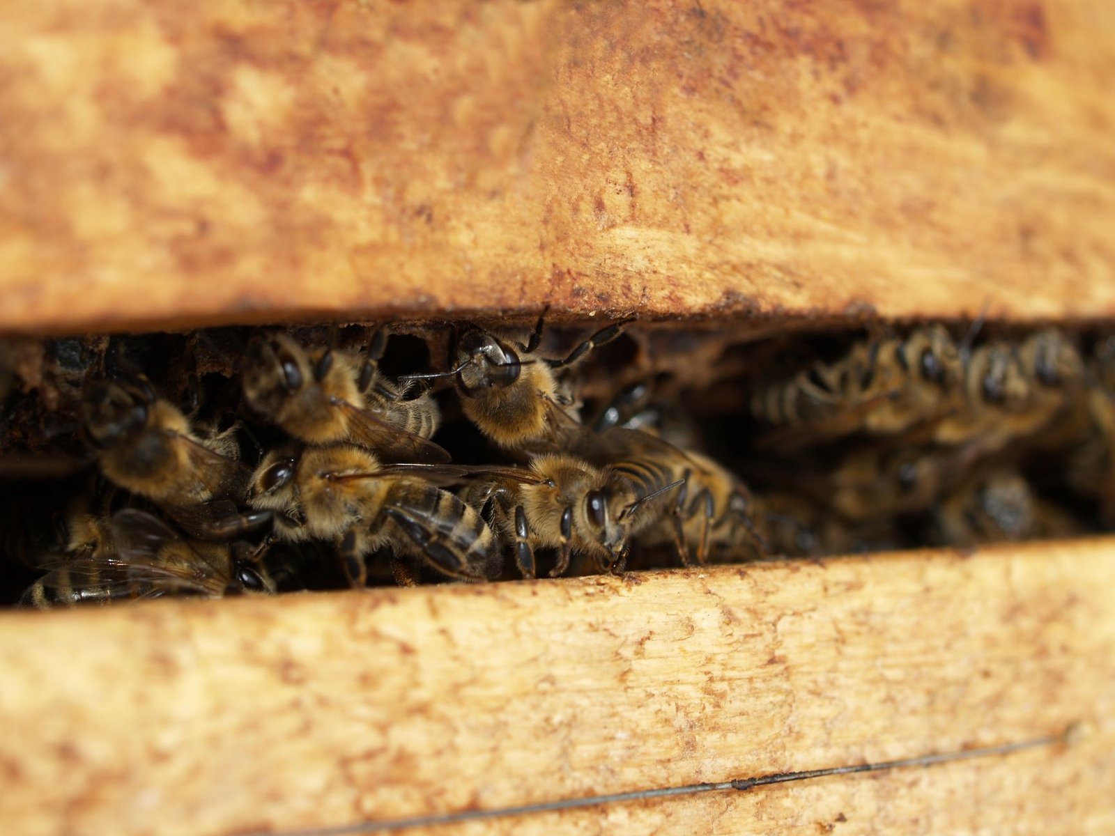 Hive shares jumps 10% on $220m Canada sovereign AI infrastructure deal