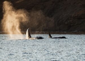 Hyperliquid Whale Holds 81% Short Book and $2.7M Profit as HYPE Bet Pays off