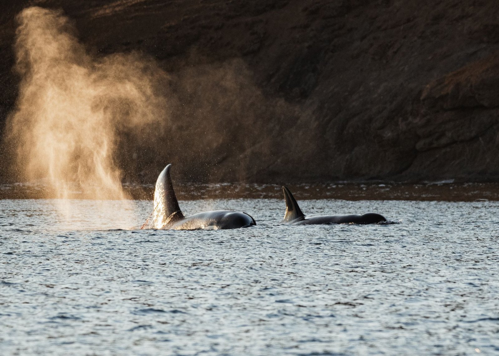 Hyperliquid Whale Holds 81% Short Book and $2.7M Profit as HYPE Bet Pays off
