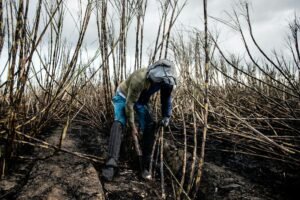 Tether-Backed Adecoagro to Launch Sugarcane-Powered Bitcoin Mining in Brazil