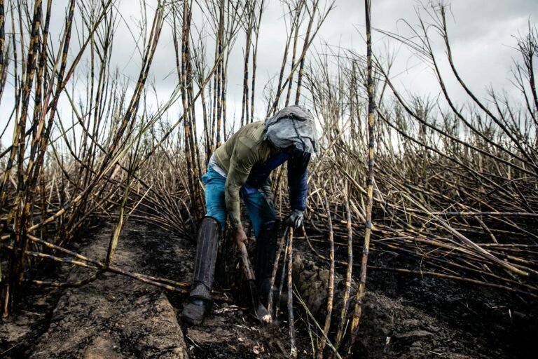 Tether-Backed Adecoagro to Launch Sugarcane-Powered Bitcoin Mining in Brazil