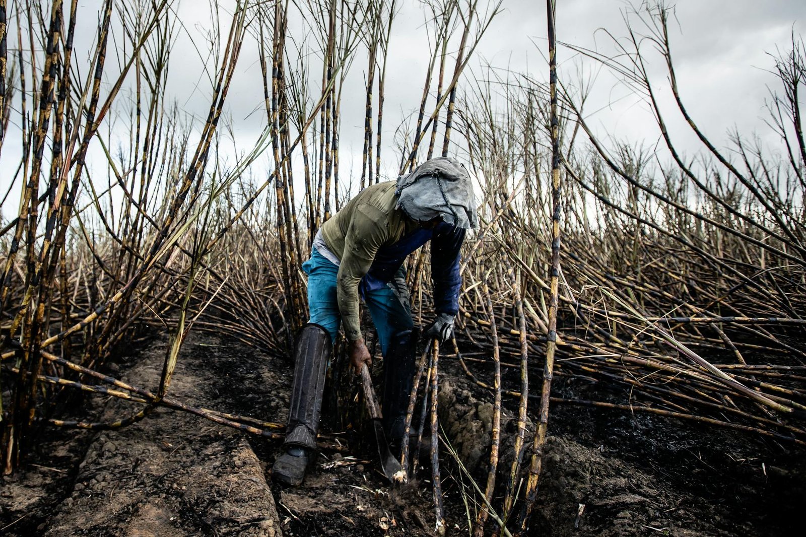 Tether-Backed Adecoagro to Launch Sugarcane-Powered Bitcoin Mining in Brazil