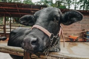 Brazilian farmers tokenized dairy cows to get loans, bypassing bank lending limits