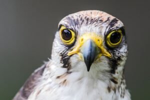 Falcon Finance Launches USDf Card in More Than 90 Jurisdictions for Daily Spending