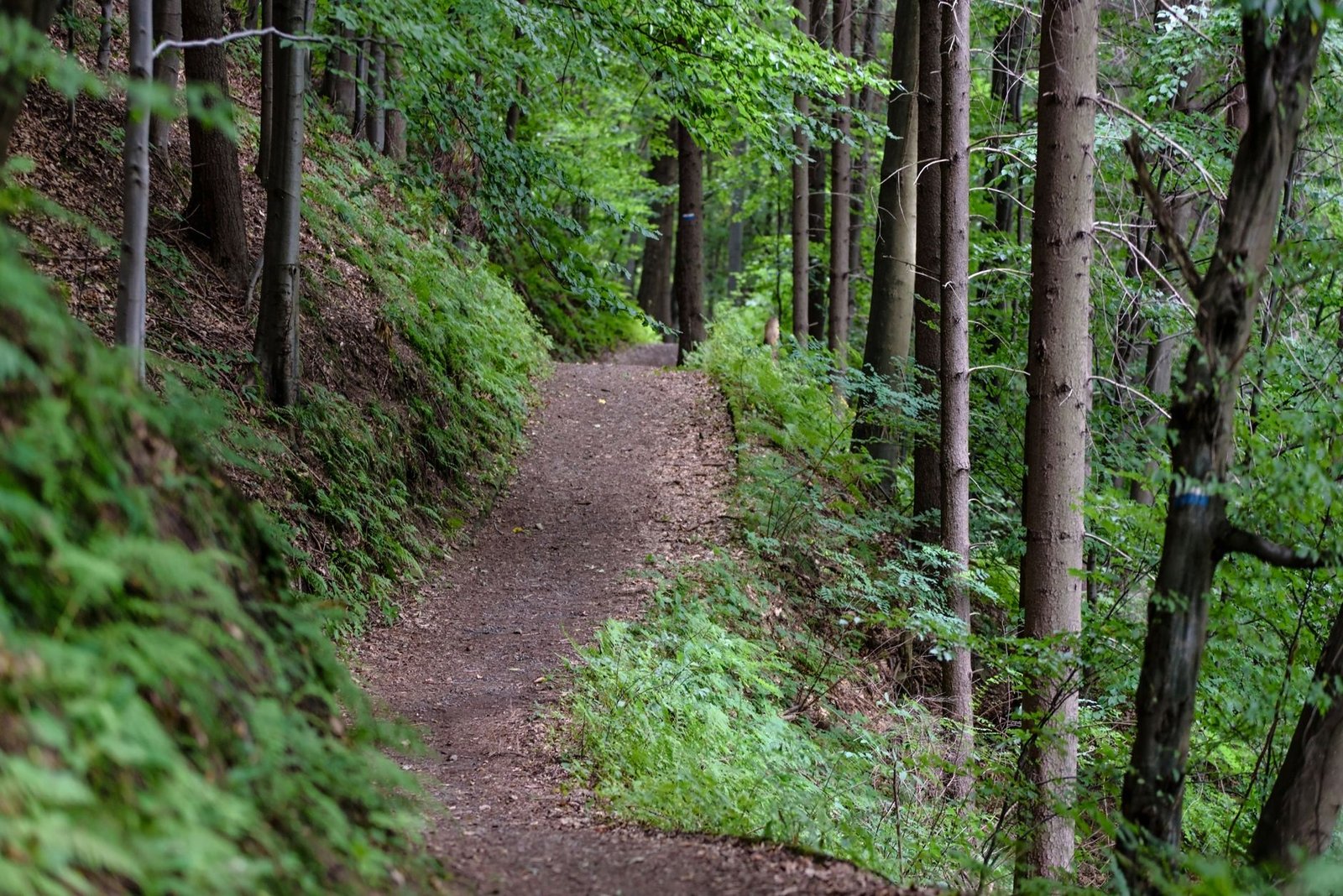 New Hampshire snuffs out trailblazing state-government bitcoin bond effort