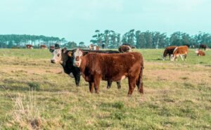 Brazil puts tokenized cows to work as loan collateral: Report