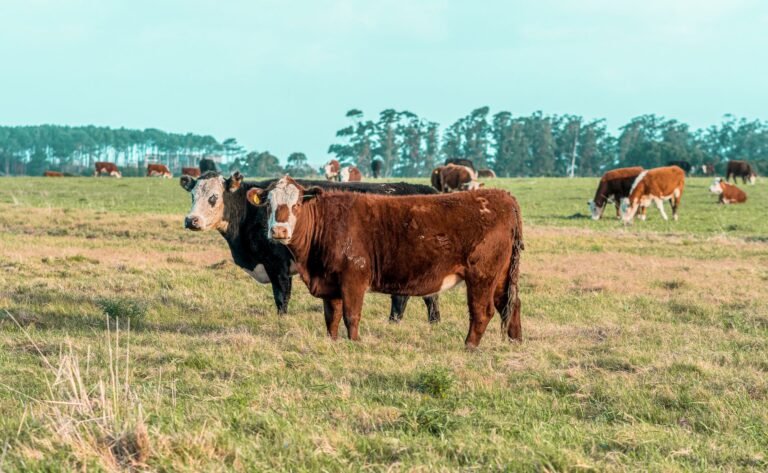 Brazil puts tokenized cows to work as loan collateral: Report