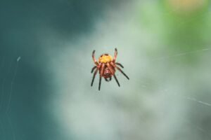 Teen ‘Scattered Spider’ suspect extradited to US over $8M crypto ransom