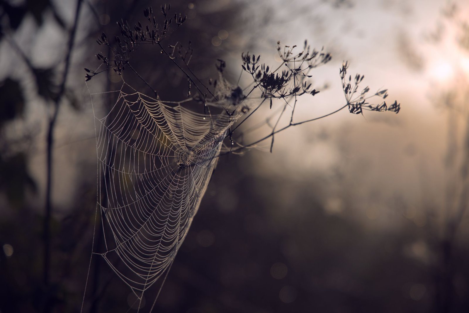 PI Network Token Drops 17% to New Low as Pioneer Selling Fuels Fresh Confidence Fears