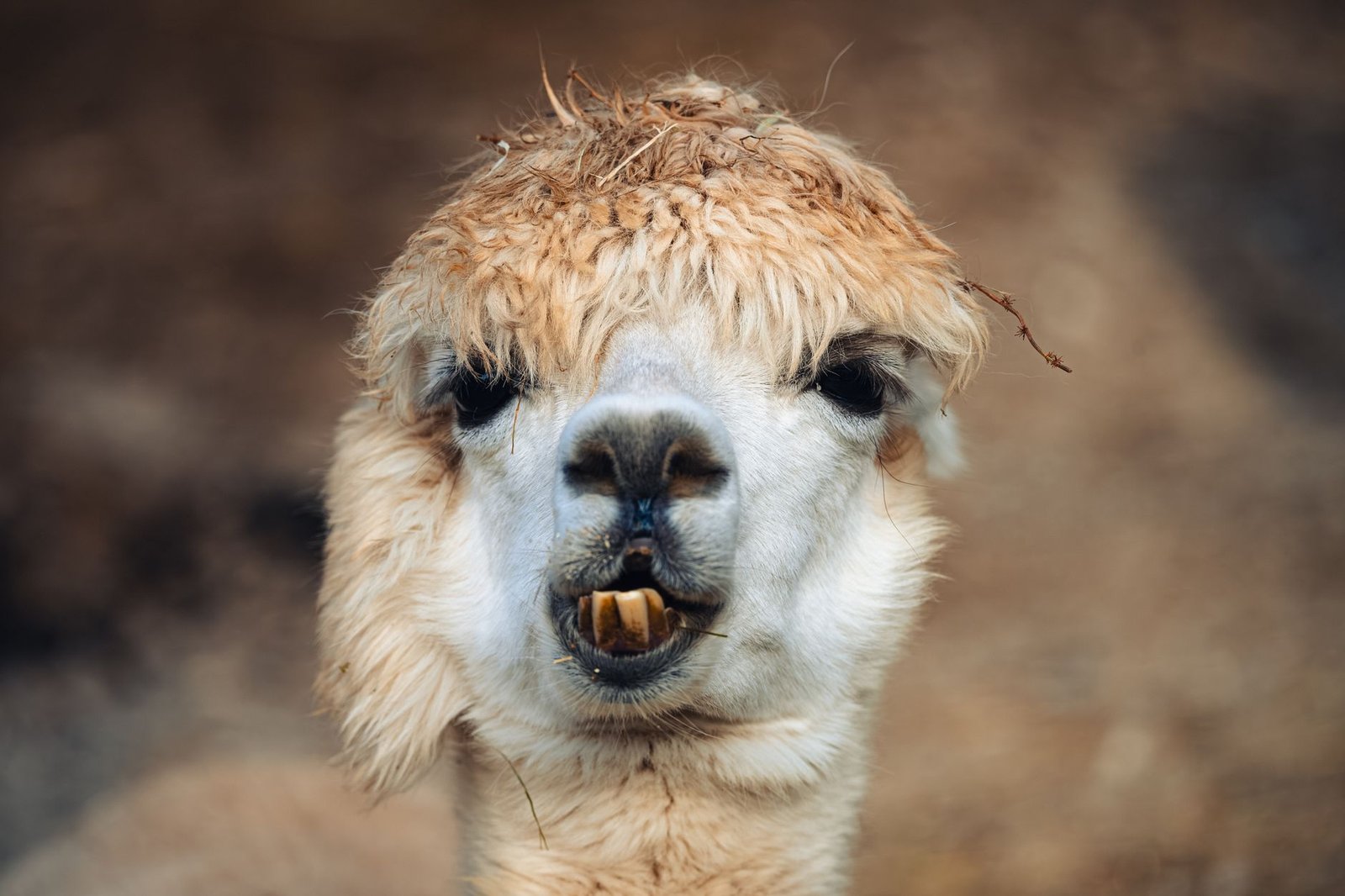 Alpaca raises $135M to fund tokenized agent-first infrastructure