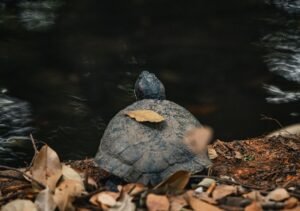 China Warns of ‘Spy Turtles’ Fitted With Sensors in Its Territorial Waters