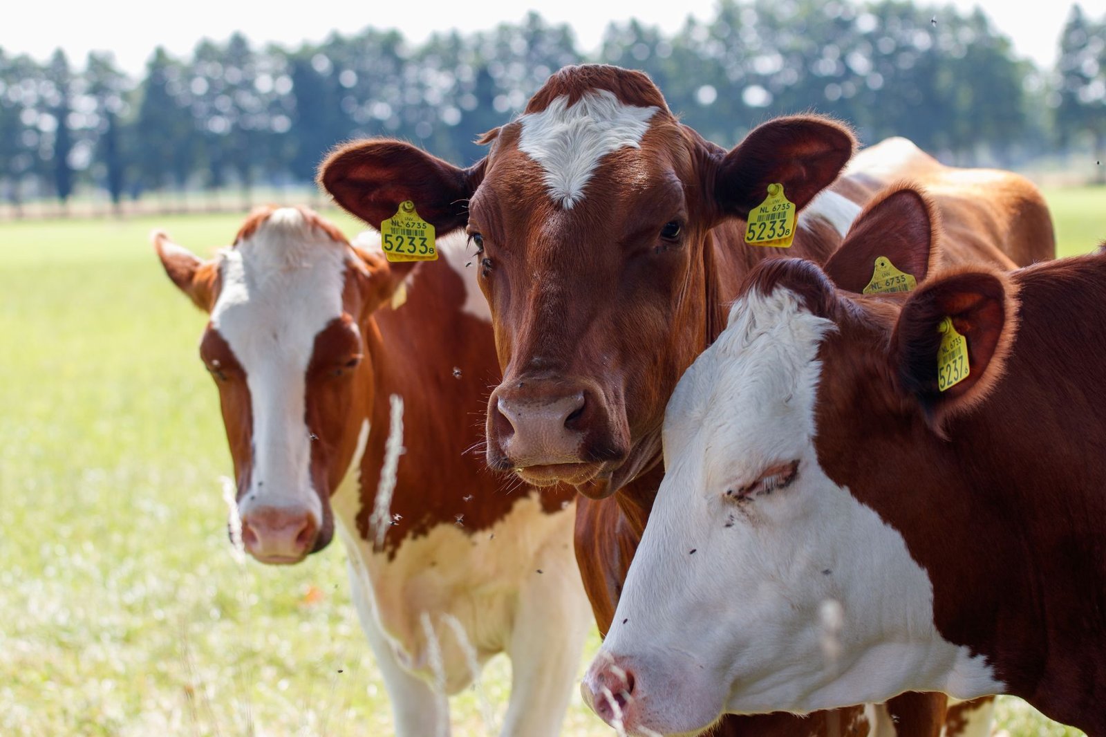 From Pasture to Blockchain: How Tokenized Cows Are Revolutionizing Agricultural Finance in Brazil