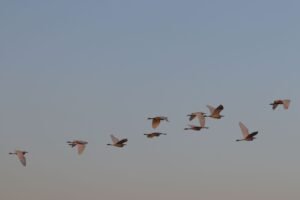 Moonbeam to Fully Migrate GLMR From Polkadot to Base, Pivot to AI Agent Network