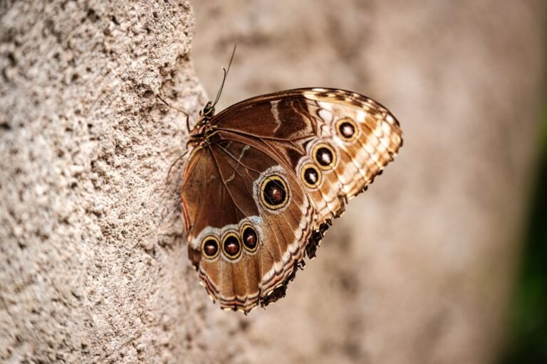 Morpho poised to scale as DeFi infrastructure play, Standard Chartered says