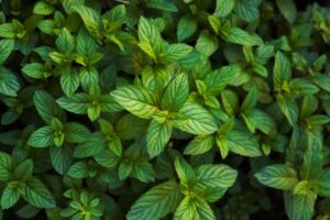 Ripple launches Mint to expand institutional access to RLUSD