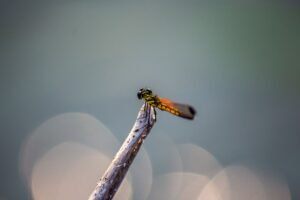 Dragonfly’s Haseeb Qureshi Warns Crypto VC May End by 2030 as Active Investors Drop by 87% From 2022 Peak