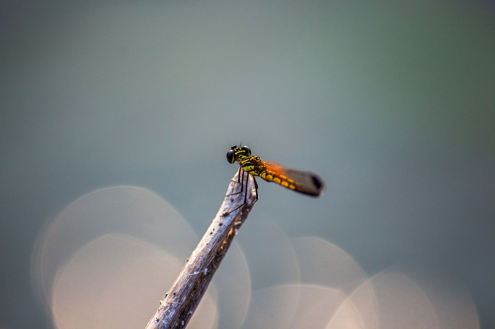 Dragonfly’s Haseeb Qureshi Warns Crypto VC May End by 2030 as Active Investors Drop by 87% From 2022 Peak