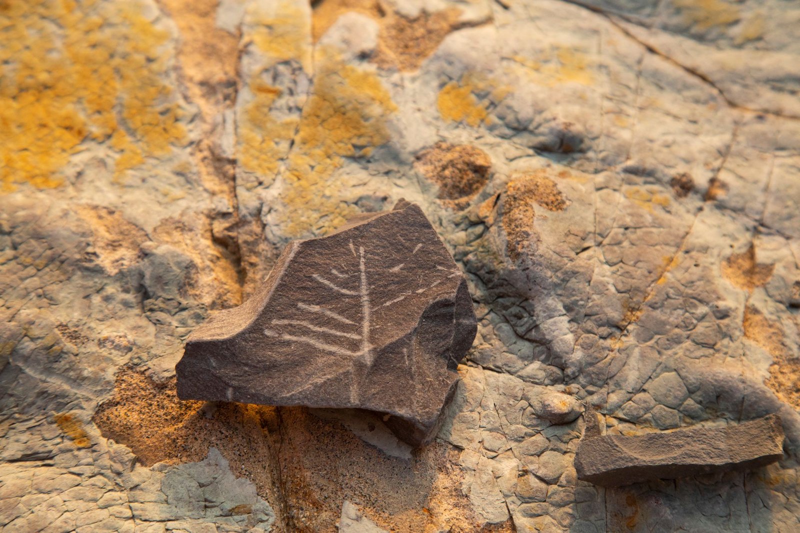 What Happens When Two Miners Find a Block at the Same Second? Inside an Orphan Race