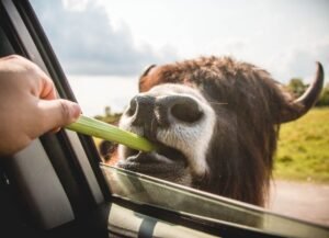 ARK Buys the Dip on Musk’s SpaceX for $20.5 Million While Cathie Wood Trims Robinhood Stake
