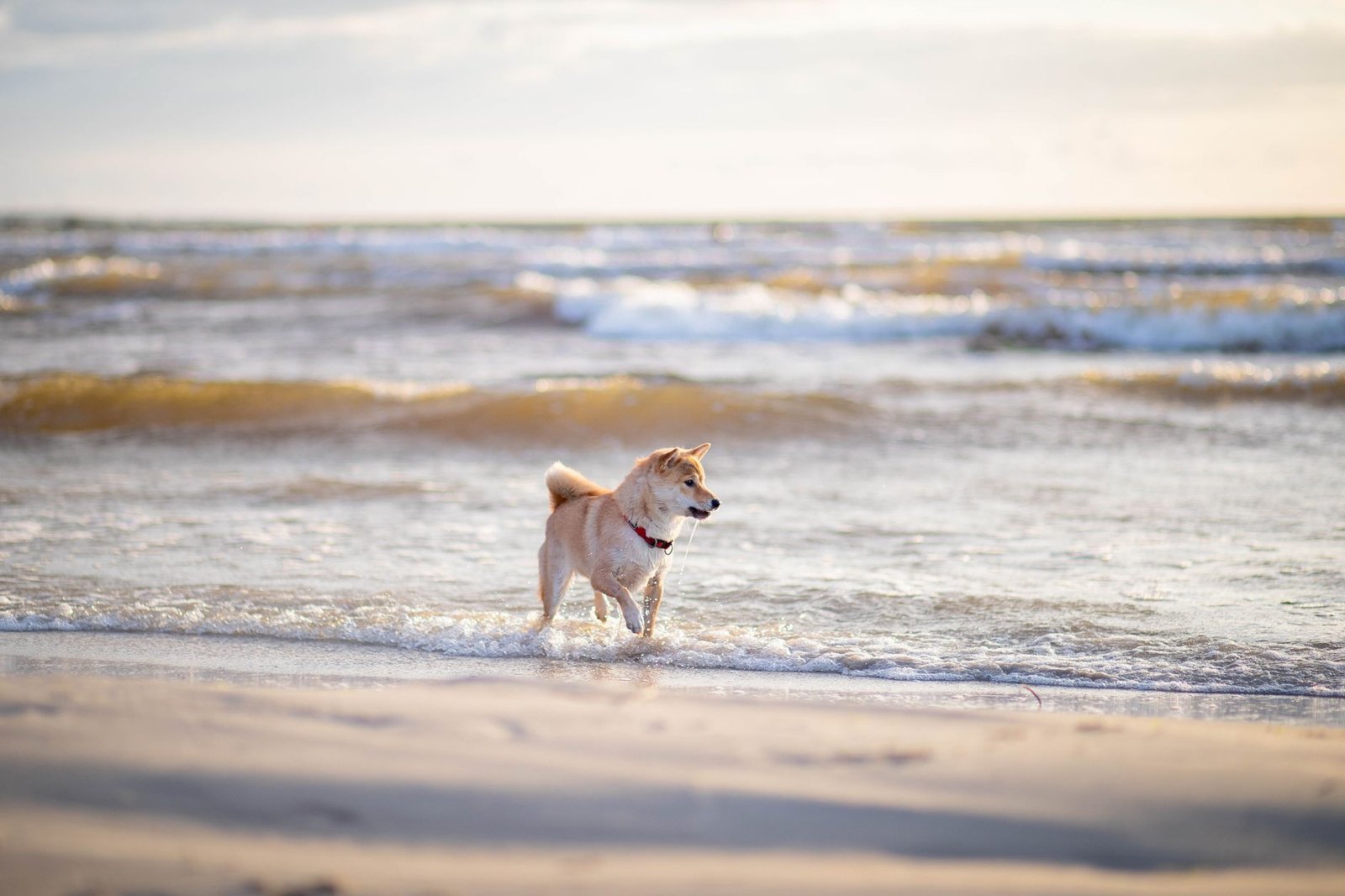 Shiba Inu surges 36% as South Korean traders fuel mystery rally