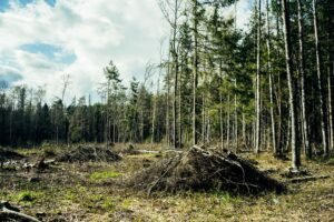 Bitdeer Cuts Gross Loss to $8.5M as Q2 Revenue Tops $228.8M