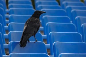 Ravencoin hits record low as network exploit puts transactions at risk