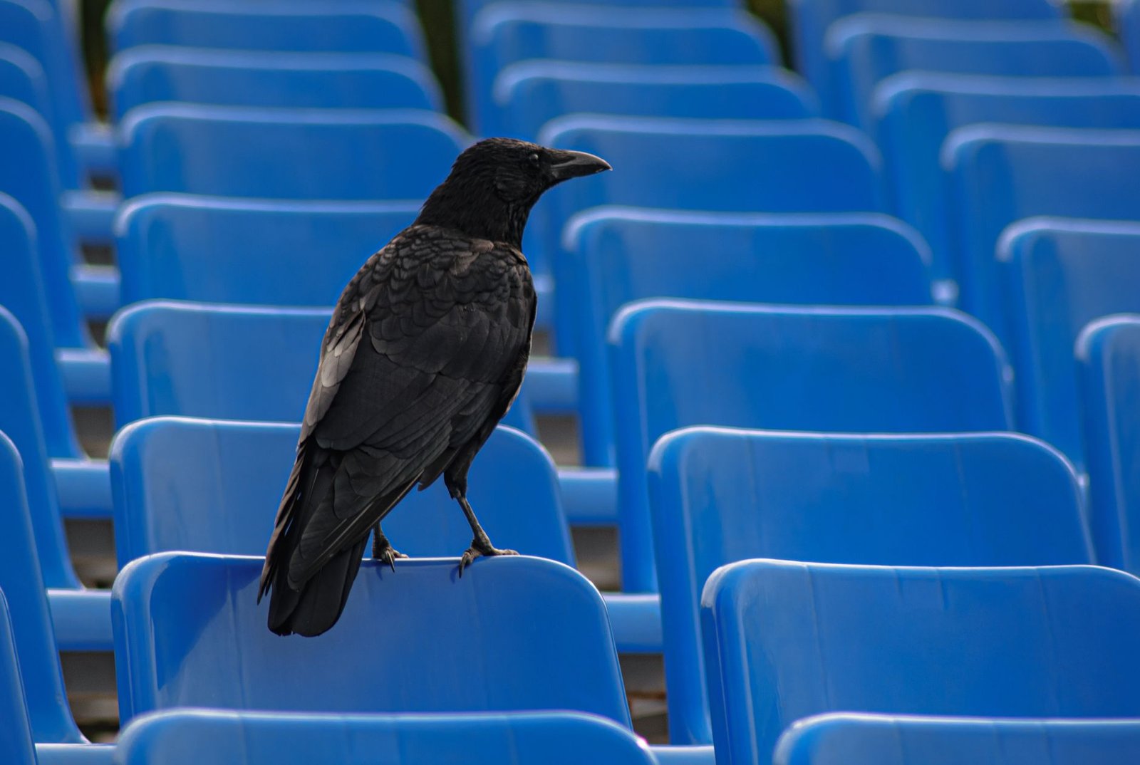 Ravencoin hits record low as network exploit puts transactions at risk