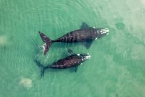 Whale Places $203M Short Bet Against Tokenized SpaceX Stock