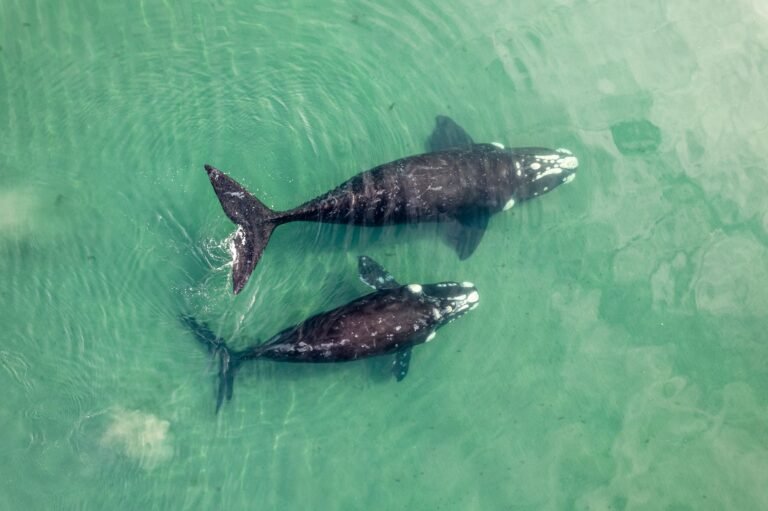 Whale Places $203M Short Bet Against Tokenized SpaceX Stock