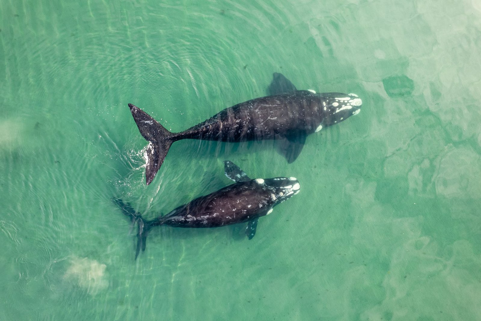 Whale Places $203M Short Bet Against Tokenized SpaceX Stock