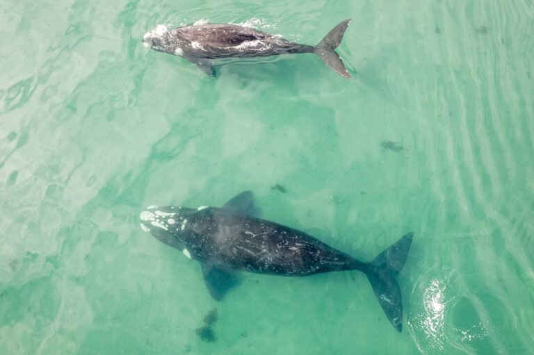 Mystery Whale Sells $576M in Bitcoin as BTC Nears $80,000