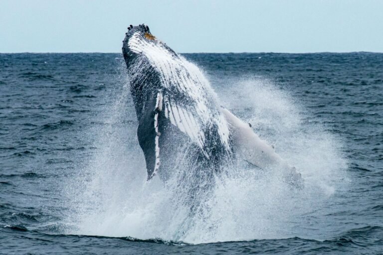 DOGE Whales Quietly Dumped 280M Tokens While ETF Inflows Cooled: Is Rally Losing Its Real Buyers?