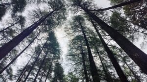 Kalshi in talks with Sequoia, Wellington for $750 million fund raise at $40 billion valuation