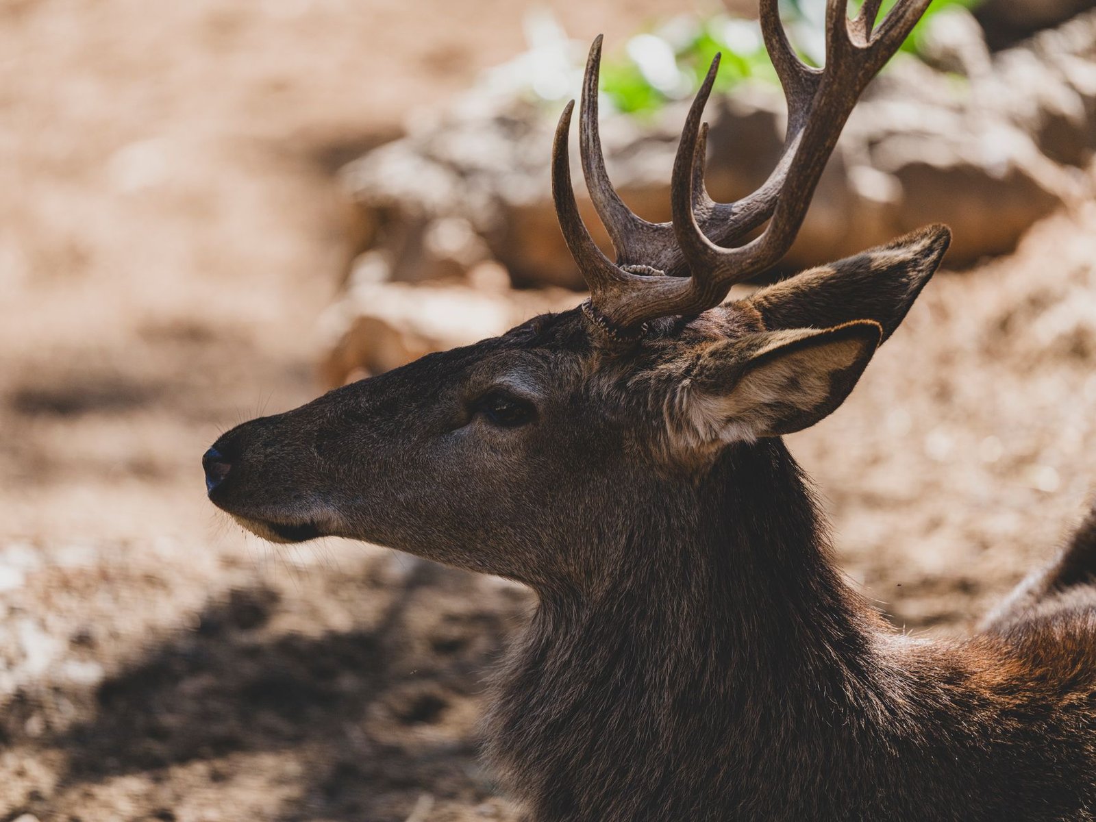 RWAs buck DeFi slowdown as tokenized assets gain traction: CoinShares