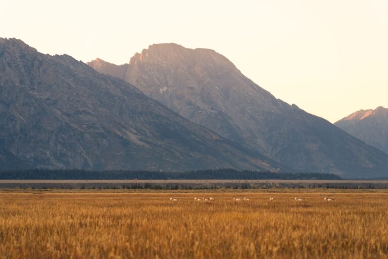 Wyoming joins $15 billion LayerZero exodus with state stablecoin move