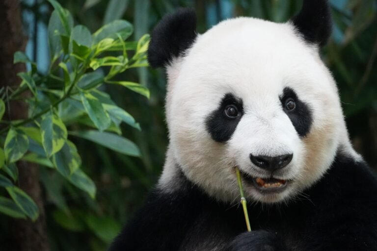 Bitpanda fined in Austria’s first published MiCA penalty