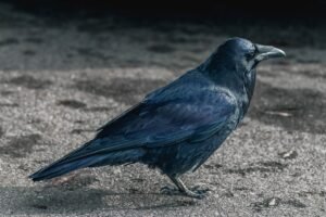 Ravencoin could roll back four days of transactions after critical block flaw
